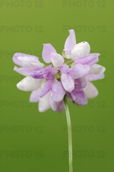 Crown Vetch (Securigera varia)