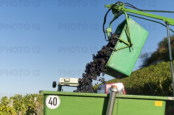 Harvested grapes are collected on tractor trailers