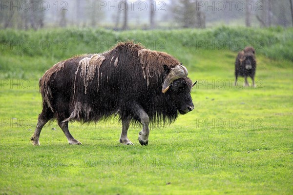 Musk Ox or Muskox (Ovibos moschatus)