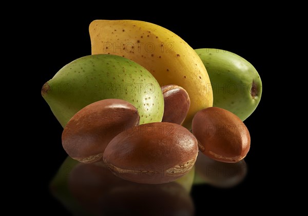 Fresh Argan nuts (Argania spinosa)