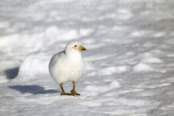 Snowy Sheathbill (Chionis alba)