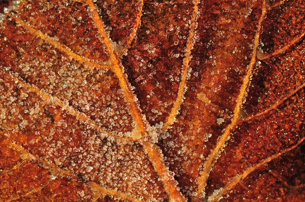 Melting ice crystals on a brown leaf