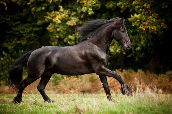 Friesian