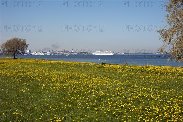 Flower meadow