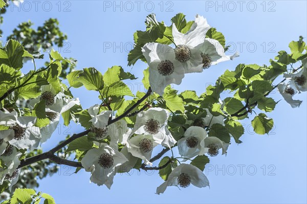 Dove Tree