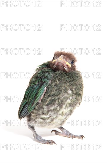 Green Catbird (Ailuroedus crassirostris)