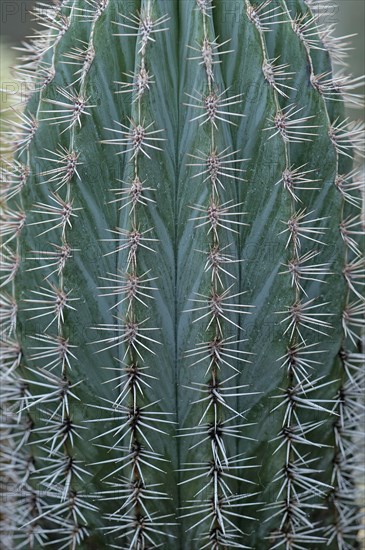 Mexican Giant Cactus or Cardon (Pachycereus pringlei)