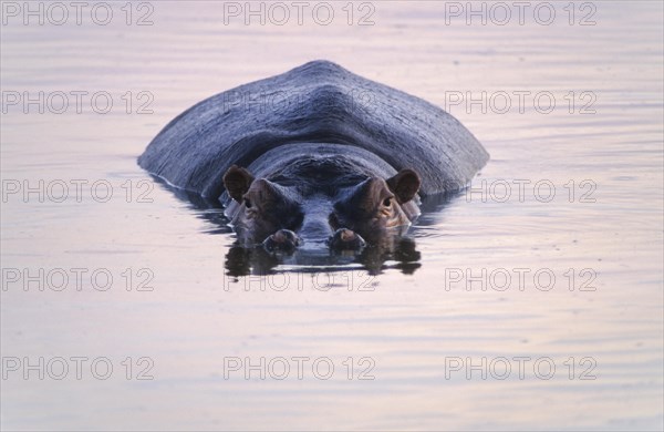Hippopotamus (Hippopotamus amphibius)