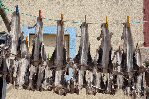 Cod fish drying