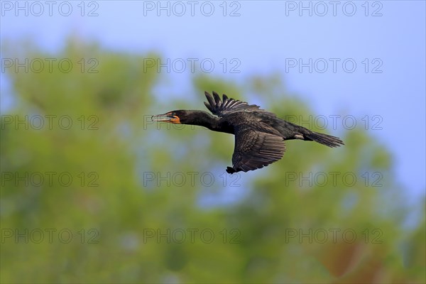 Double-crested Cormorant (Phalacrocorax auritus)
