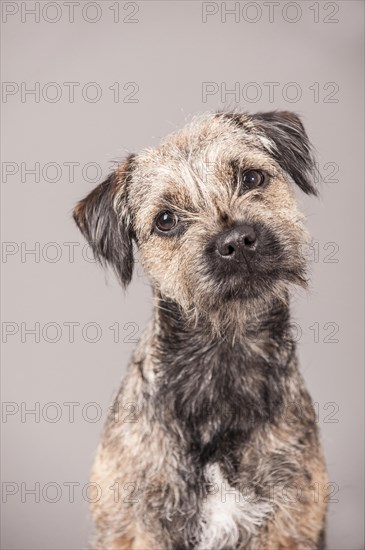 Border Terrier