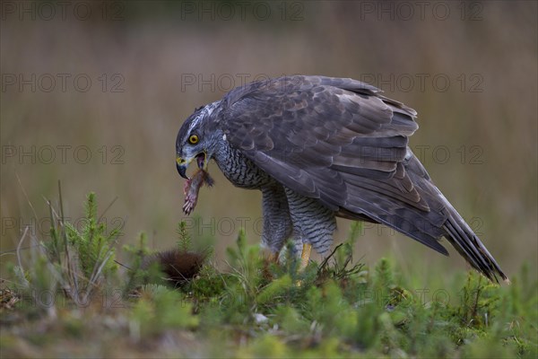 Northern Goshawk (Accipiter gentilis) with a captured squirrel