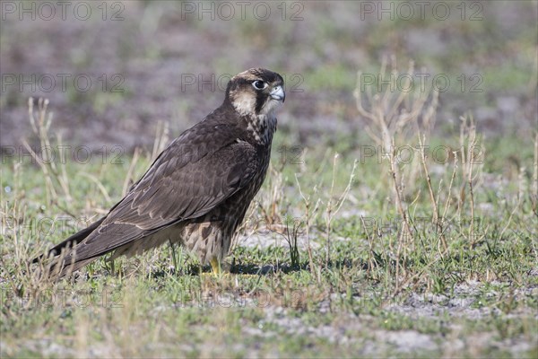 Lanner Falcon (Falco biarmicus)
