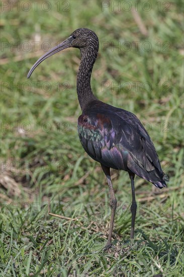 Glossy Ibis (Plegadis falcinellus)