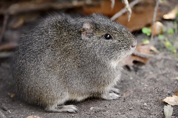 Brazilian Guinea Pig (Cavia aperea) native to South America