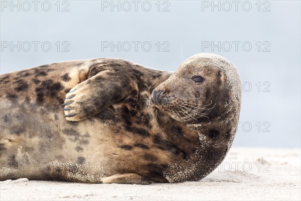 Grey Seal (Halichoerus grypus)