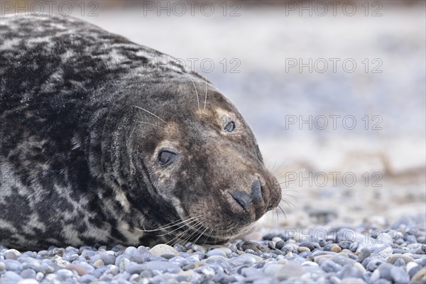 Grey Seal (Halichoerus grypus)