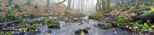 Stream with moss-covered basalt stones and fallen tree trunks