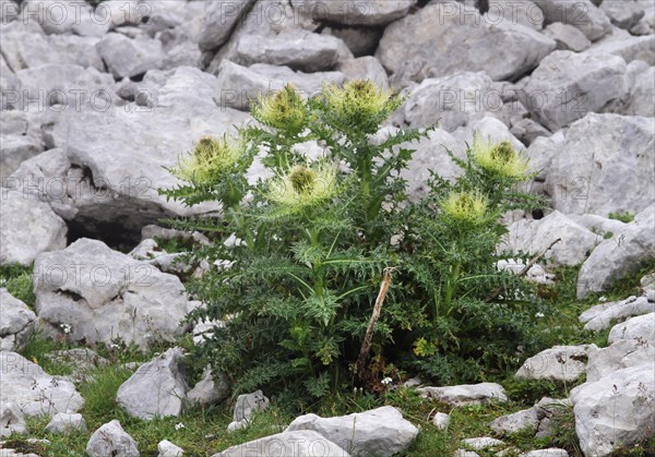 Spiniest Thistle (Cirsium spinosissimum)
