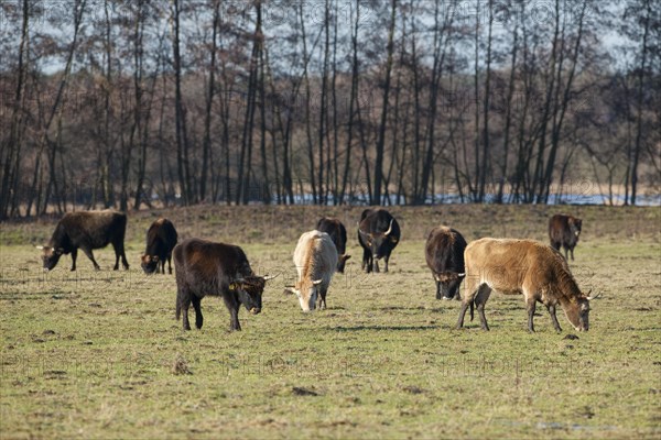 Heck cattle