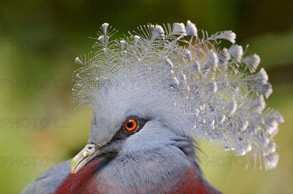 Victoria Crowned Pigeon (Goura victoria)