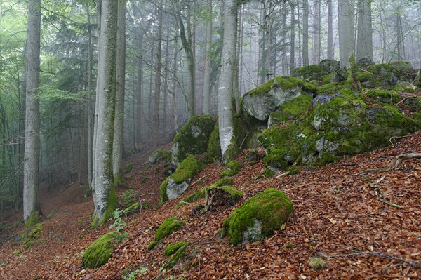 Misty forest