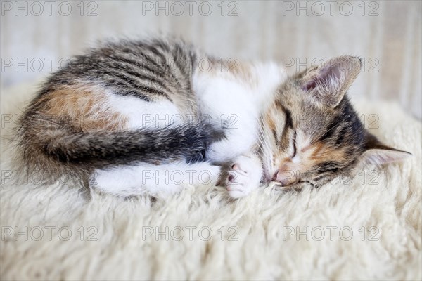 Sleeping kitten