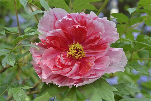 Tree Peony (Paeonia suffruticosa 'Shima-Nishiki')