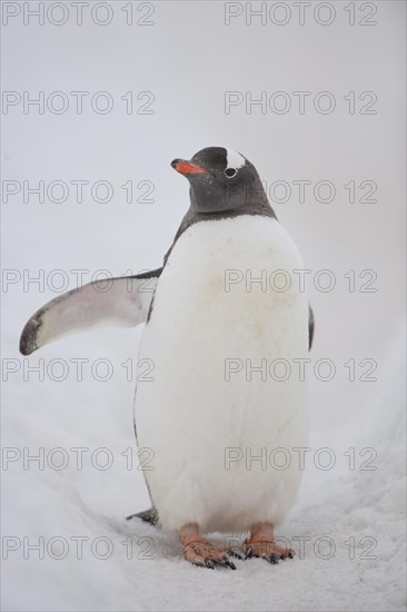Gentoo Penguin (Pygoscelis papua)