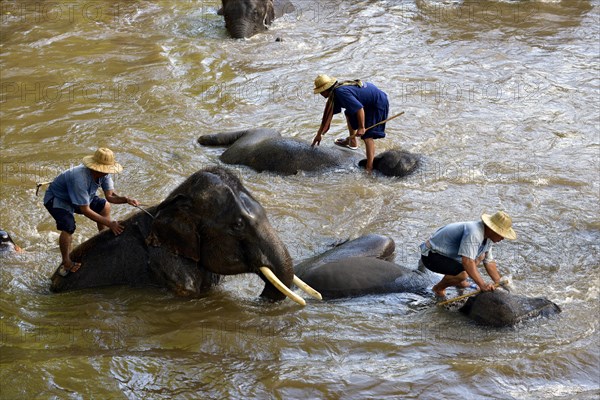 Mahouts bathing their Asian or Asiatic Elephants (Elephas maximus) in the Mae Tang River