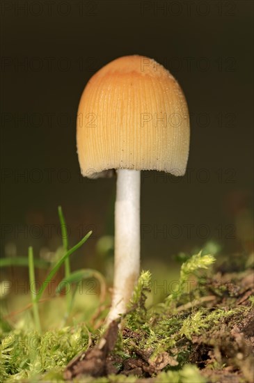 Mica Cap or Glistening Ink-cap (Coprinus micaceus)