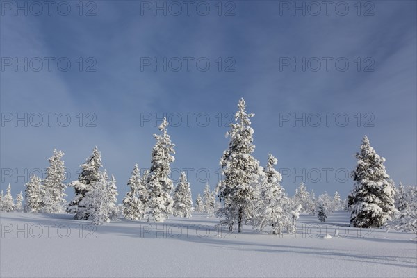 Snowy fir forest