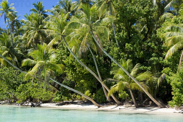 Lagoon with a sandy beach and palm trees
