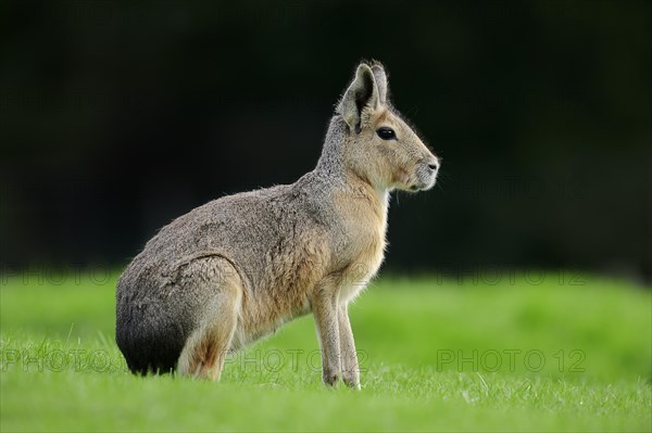 Patagonian Cavy or Patagonian Mara (Dolichotis patagonum)