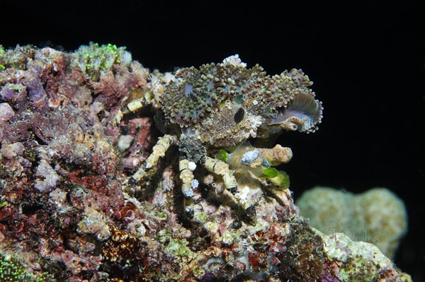 Decorator Crab (Camposcia retusa)