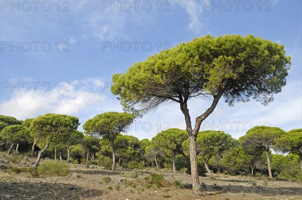 Pine forest