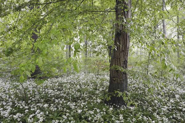 Flowering wild garlic (Allium ursinum) in spring forest