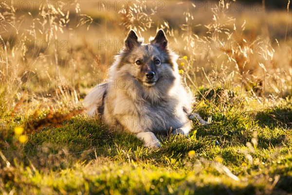 Keeshond or Wolfsspitz