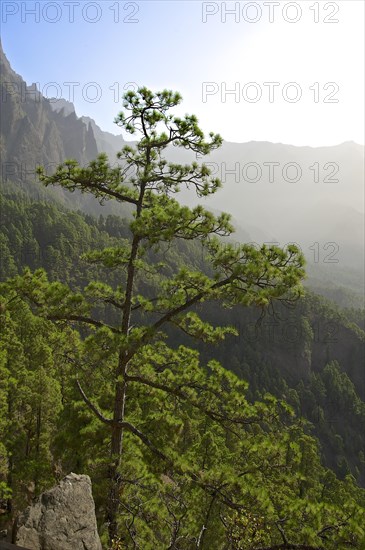 Forest landscape in the Parque Nacional de la Caldera de Taburiente National Park