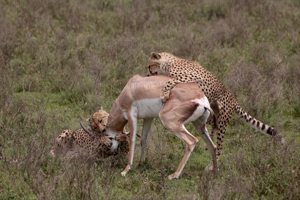 Cheetah (Acinonyx jubatus) mother and young overwhelming a Grant's gazelle (Nanger granti)