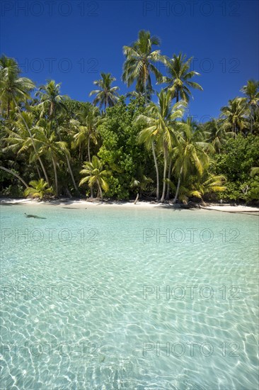 Lagoon with a sandy beach and palm trees