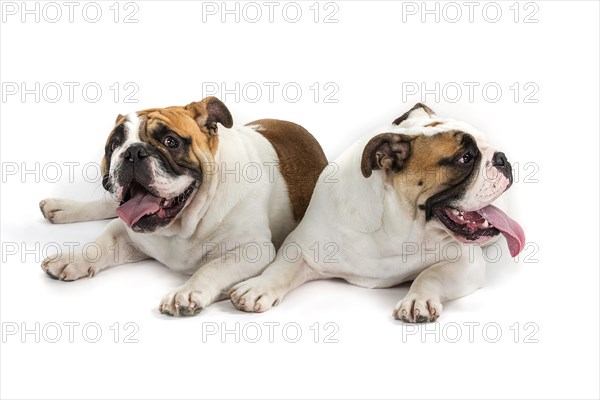 English Bulldogs