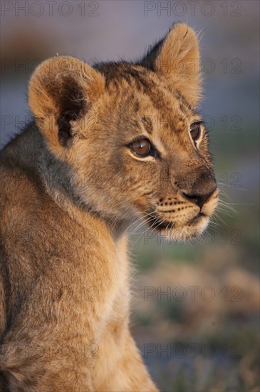 Young lion (Panthera leo)