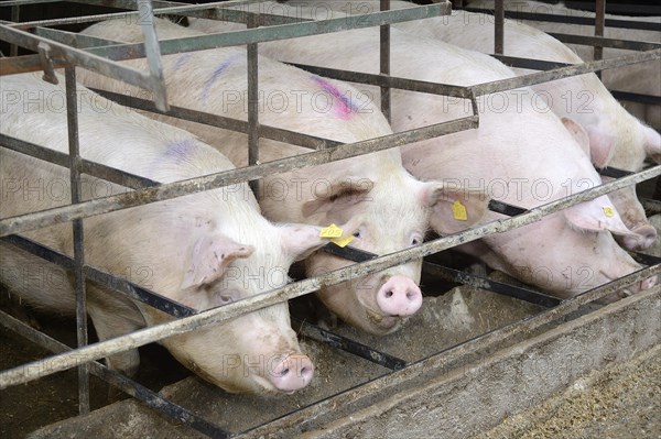 Pigs in a pig farm
