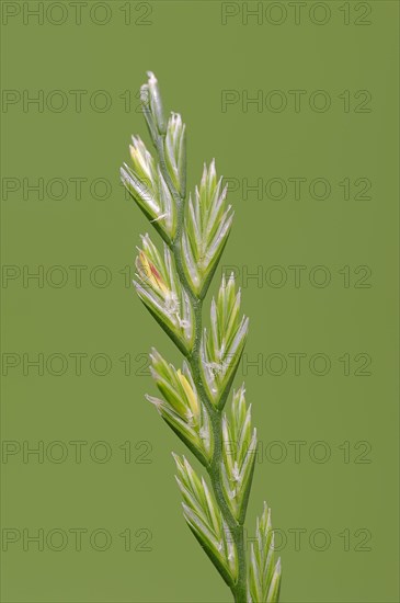 Perennial Ryegrass (Lolium perenne)