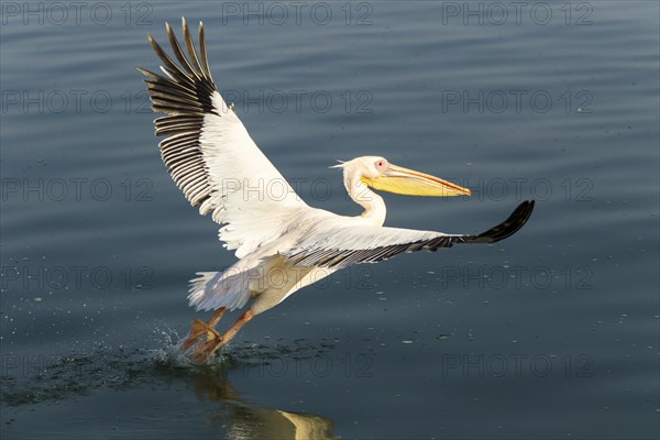Great White Pelican (Pelecanus onocrotalus)
