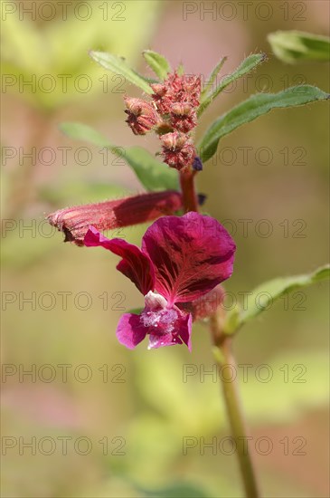 Creeping Waxweed or Cuphea (Cuphea procumbens)