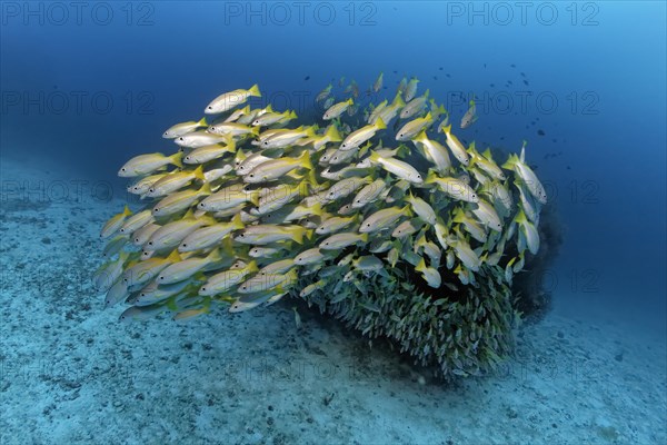 Swarm of Bigeye Snapper (Lutjanus lutjanus) in front of a block of coral
