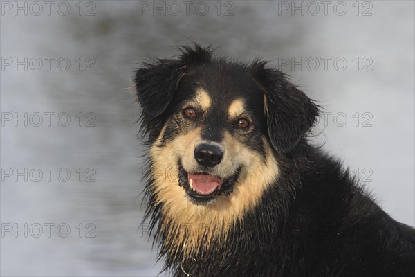 Australian Shepherd Mix