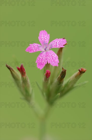 Deptford Pink (Dianthus armeria)